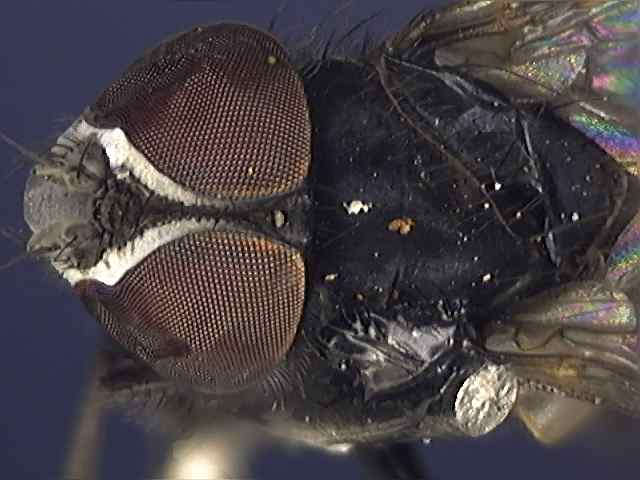 Alophora pusilla